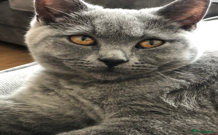 British Shorthair cats - Advert 4