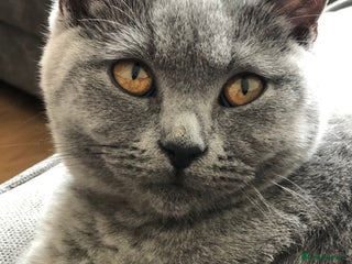 British Shorthair cats - Advert 33