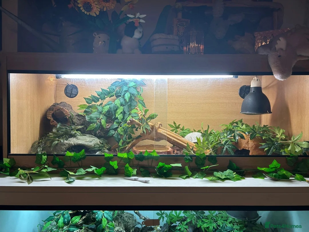 Corn Snake reptiles for sale: Male Cornsnake and Vivarium all items included - Advert 2