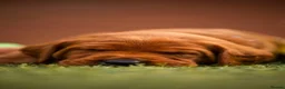 Labrador Retriever dogs for sale: Exceptional fully health tested dark red boy - Advert 1