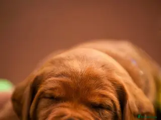 Labrador Retriever dogs for sale: Exceptional fully health tested dark red boy - Advert 3