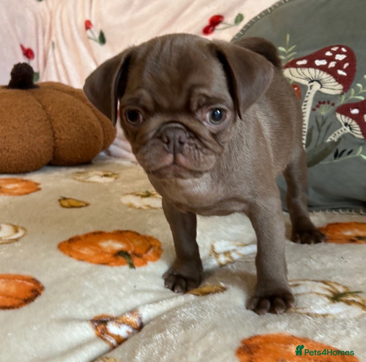 Pug dogs Stunning quality PUG puppies ❤️ Ready Now ❤️ - Advert 13
