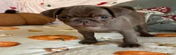 Pug dogs for sale: Beautiful chocolate PUG puppies ❤️ Ready Now ❤️ - Advert 8