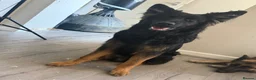 German Shepherd dogs for sale: 2 young beautiful German shepherd pups  - Advert 26