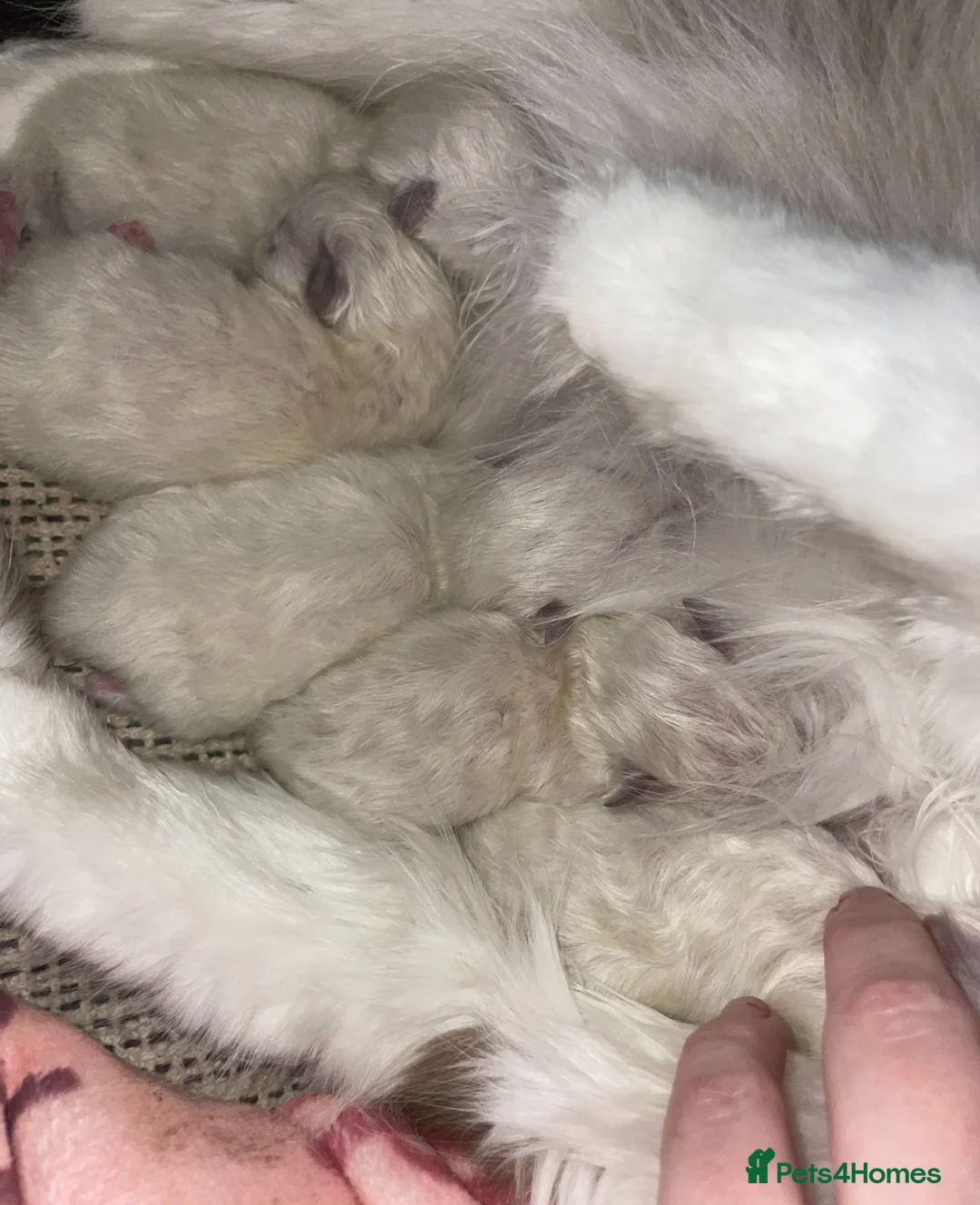 Ragdoll cats for sale: Championship Ragdoll babies  - Advert 5