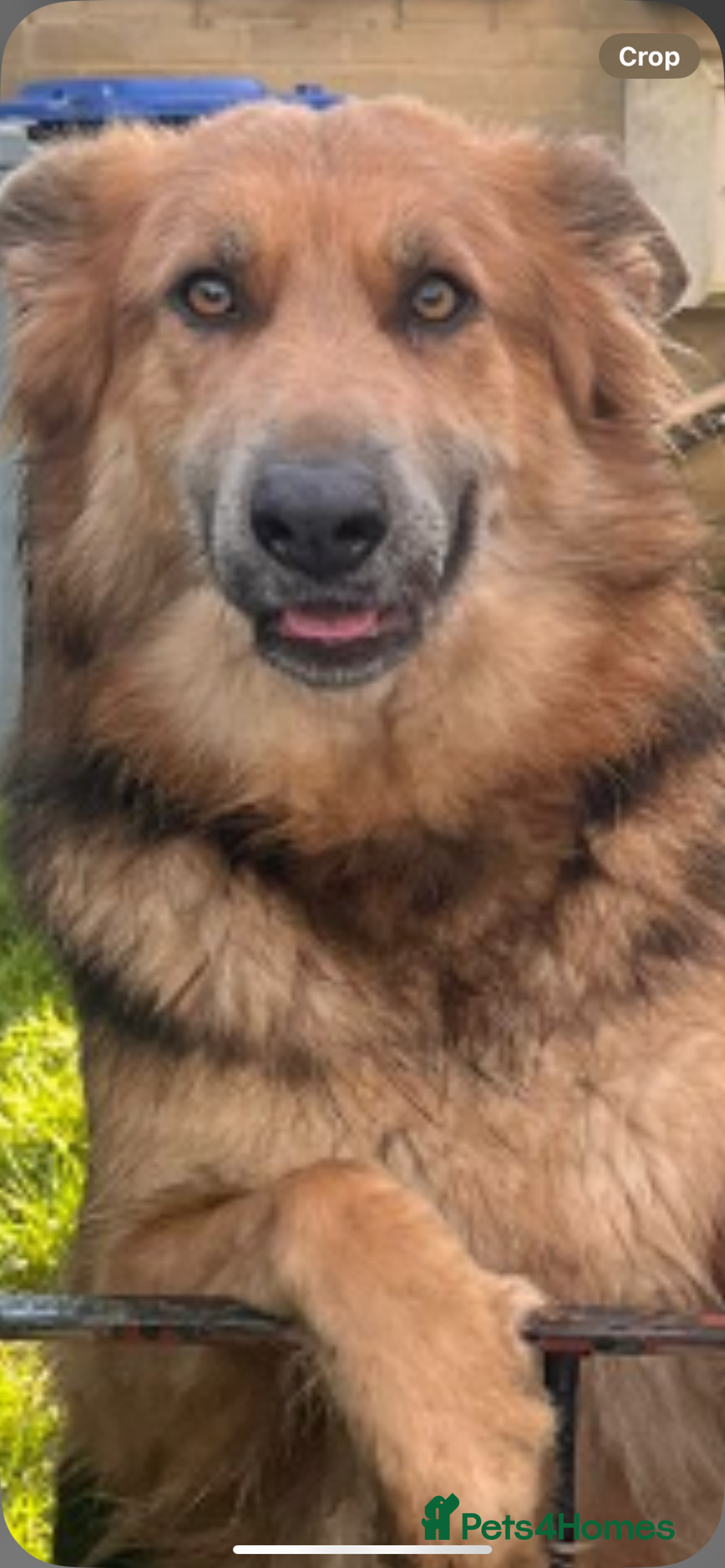 German Shepherd dogs for sale: Blue GSD’s - Advert 6