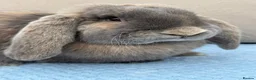 French Lop rabbits for sale: Pure breed Baby Giant French Lops Rabbits - Advert 8