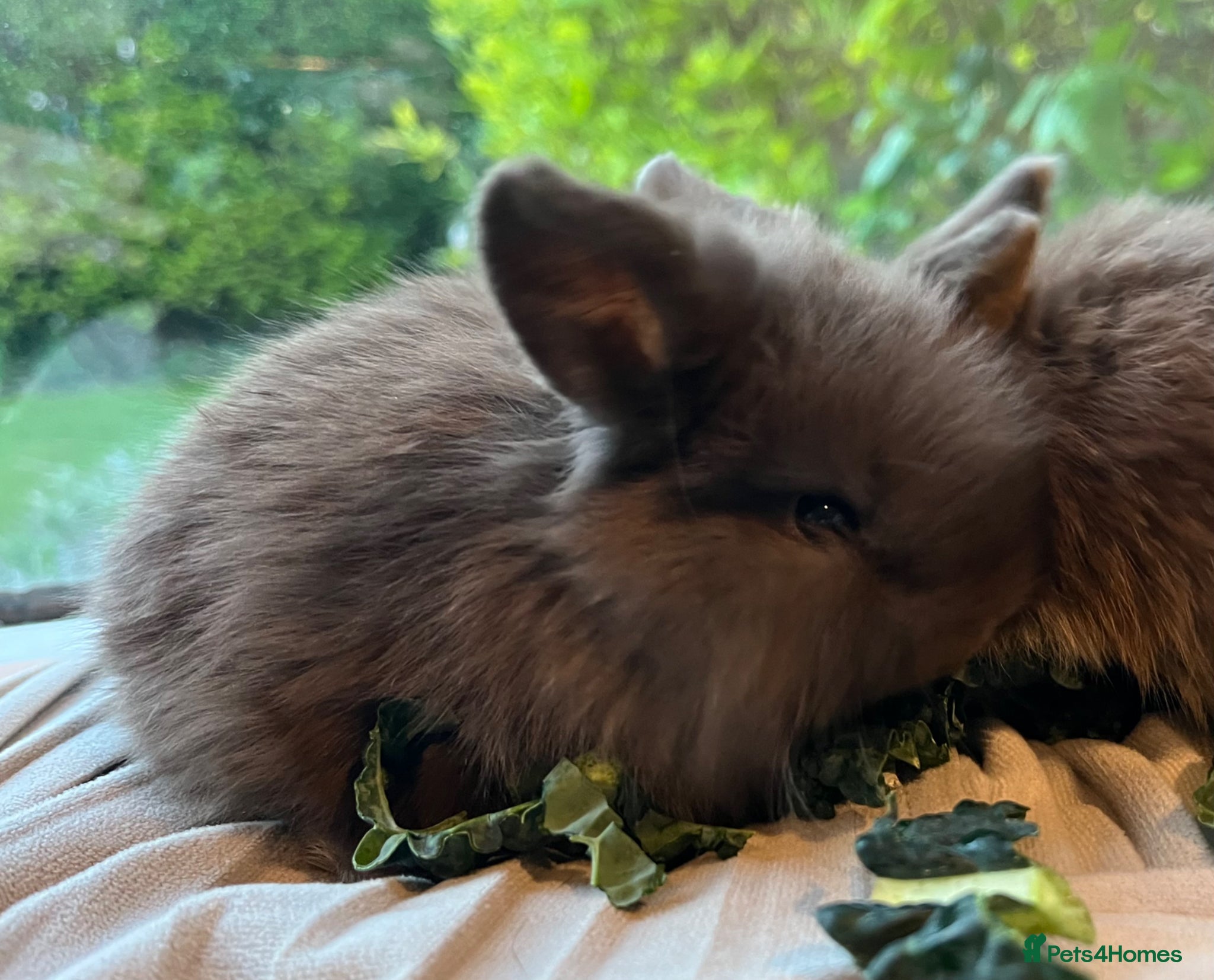 Mini Lop rabbits *CHOC SELF MALE NOW AVAILABLE * RTL 15.05 - Advert 9