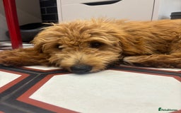 Mini Goldendoodle dogs for sale: Beautiful gentle Goldendoodle Girl - Image 5