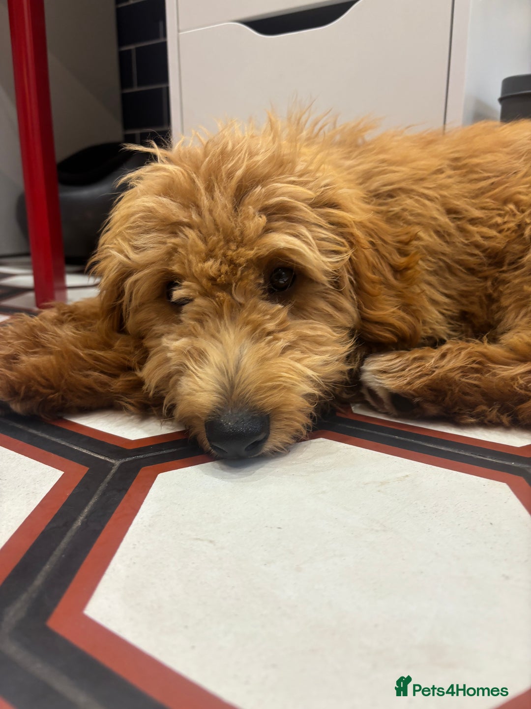 Mini Goldendoodle dogs for sale: Beautiful gentle Goldendoodle Girl - Image 5