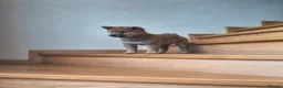 Japanese Shiba Inu dogs for sale: Pure Breed Japanese Shiba Inu Puppies  in Goole - Advert 7