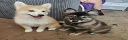 Pomsky dogs for sale: F3 Pomsky Puppies MUST GO - Advert 5