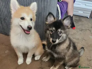 Pomsky dogs F3 Pomsky Puppies ready now - Advert 11