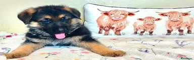 Archibald-Moo