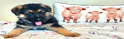 German Shepherd dogs for sale: German sheperd puppies Champion line - Advert 19