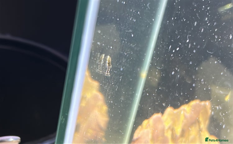 Plecos fish - Advert 3
