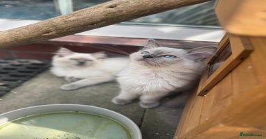 Ragdoll cats - Advert 13