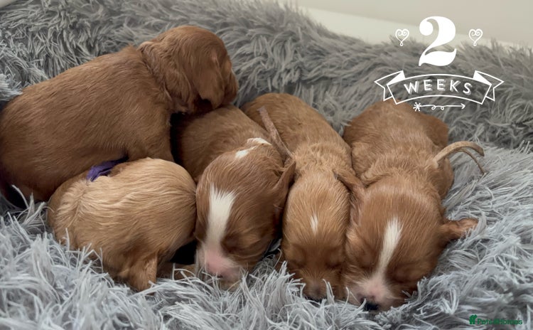 Cavapoo dogs Gorgeous F1 Cavapoo puppies. Health tested parents - Advert 1