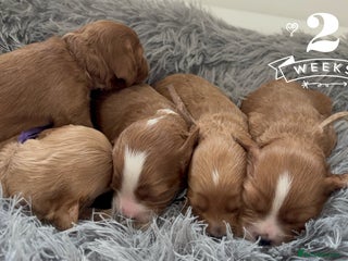 Cavapoo dogs Gorgeous F1 Cavapoo puppies. Health tested parents - Advert 14