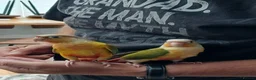 Conures birds for sale: Tame pineapple conures hand reared  in Chippenham - Advert 3