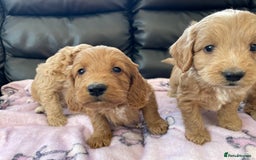 Cockapoo dogs for sale: Cockerpoo puppies - Image 4