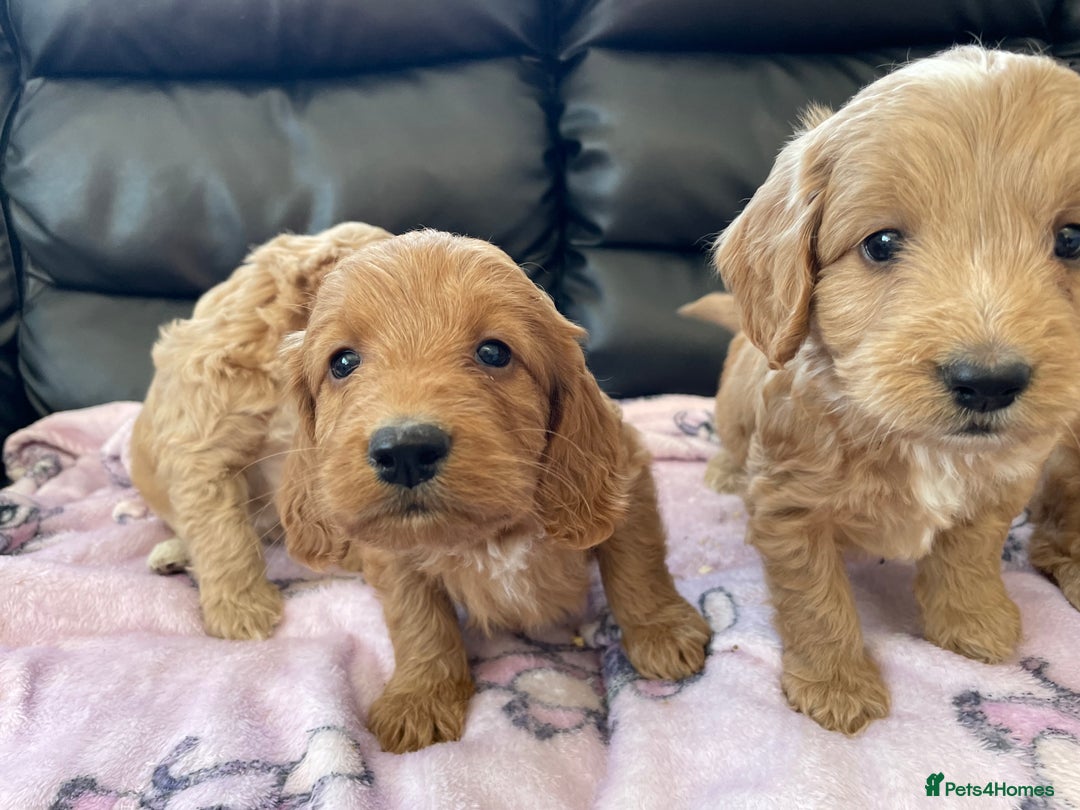 Cockapoo dogs for sale: Cockerpoo puppies - Image 4