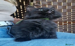 Ragdoll cats for sale: 6 CROSS RAGDOLL KITTENS WAITING FOR A LOVING HOME - Image 12
