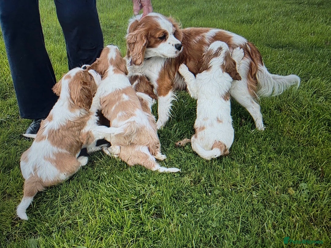 Cavalier King Charles Spaniel dogs for sale: KC Reg Cavalier King Charles pups Fully Vaccinated - Advert 16