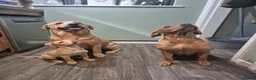 Labrador Retriever dogs for stud: Churchill for stud - Advert 7