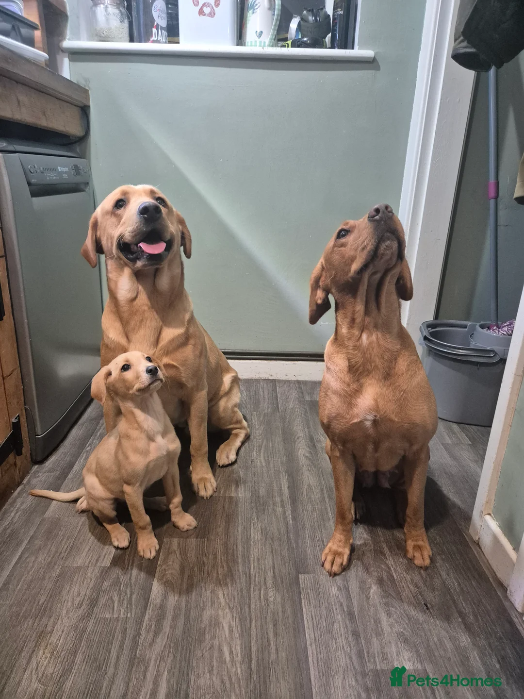 Labrador Retriever dogs for stud: Churchill for stud - Advert 7