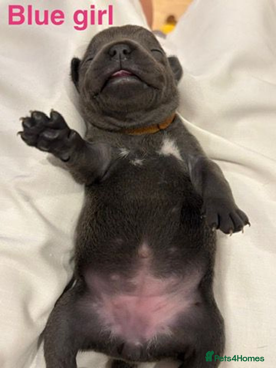 Staffordshire Bull Terrier dogs for sale: Champion Bloodline Stafforshire Bull Terrier Pups - Advert 11