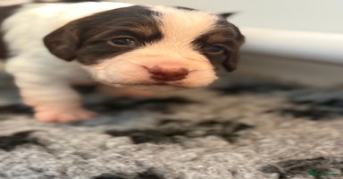 Cocker Spaniel dogs - Advert 8
