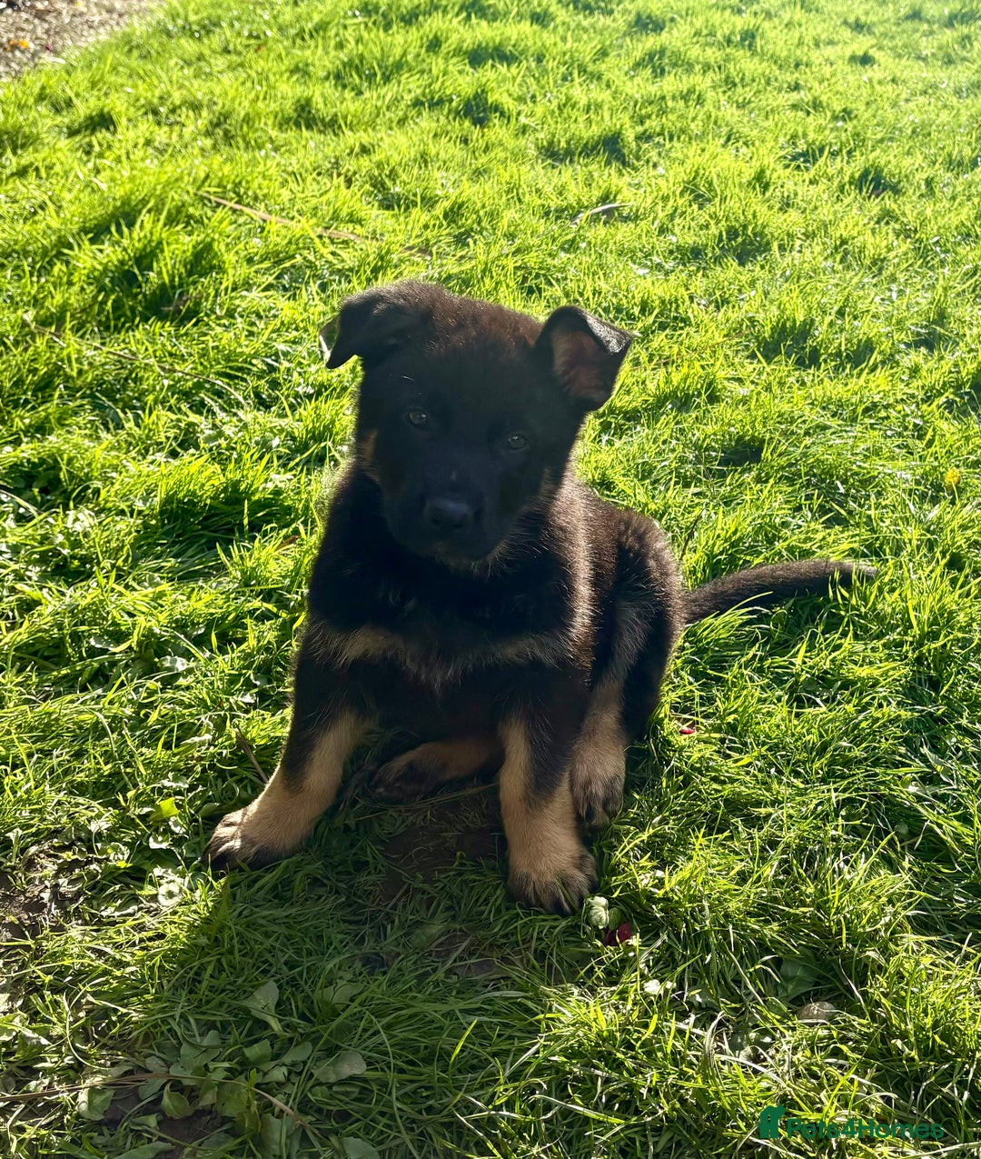 German Shepherd dogs for sale: Pedigree working line German shepherd pups - Image 5