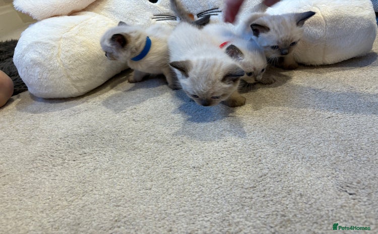Ragdoll cats - Advert 3
