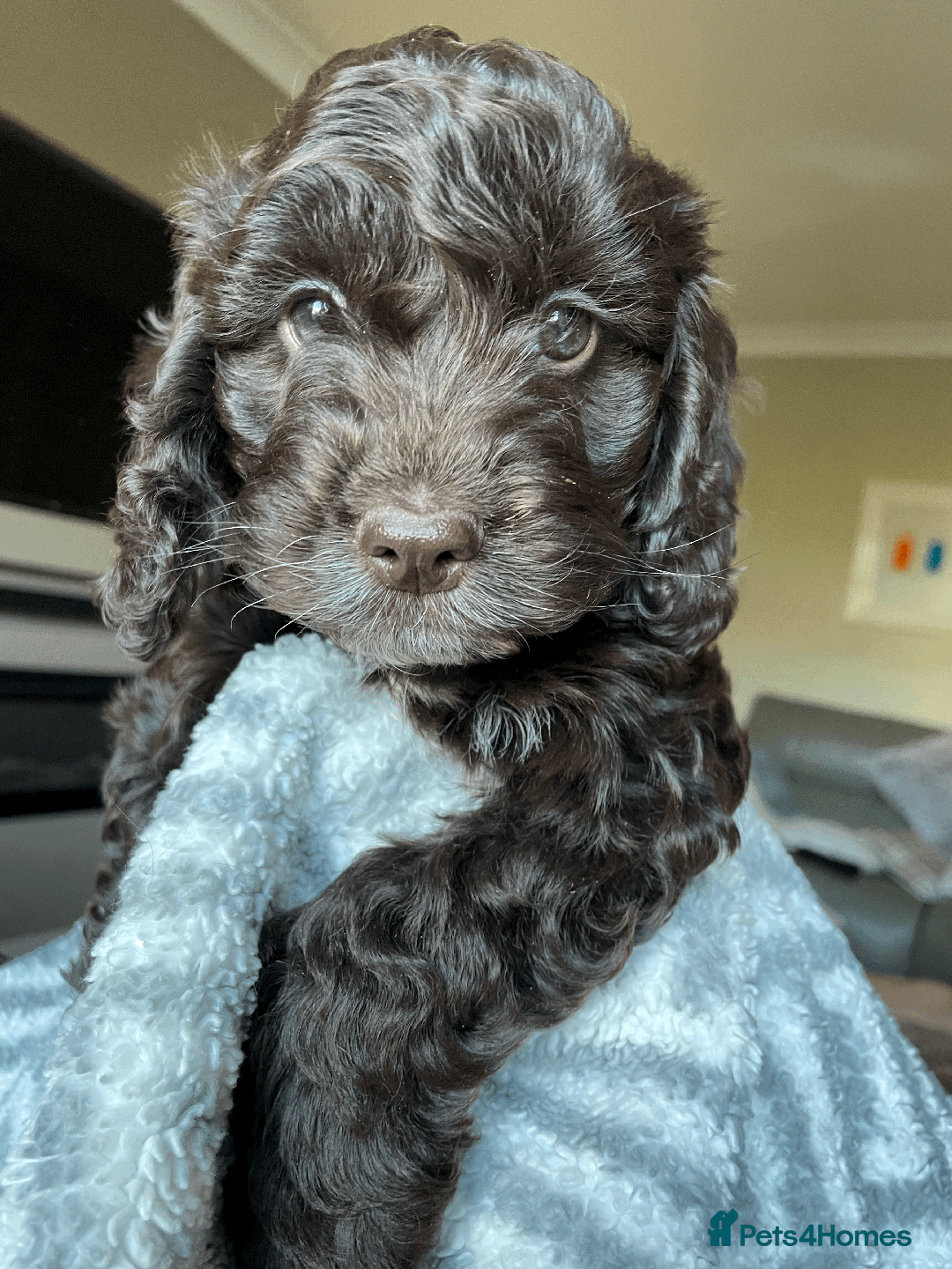 Cockapoo dogs for sale: Beautiful Thick coated Fluffy F1 Toy Cockapoo pups - Advert 26