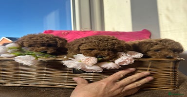 Toy Poodle dogs - Advert 4