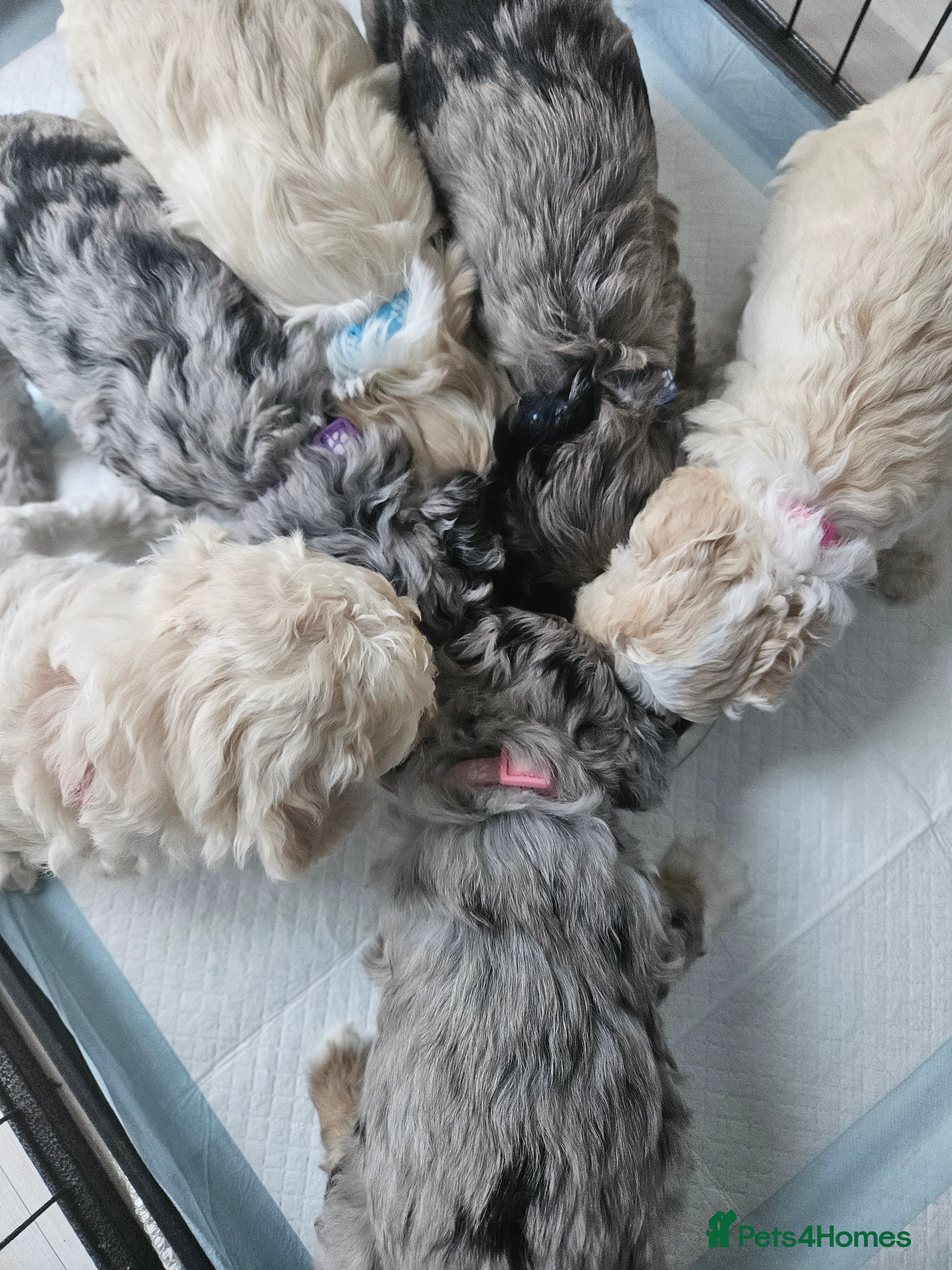 Shihpoo dogs Shihpoo puppies for sale  - Advert 3