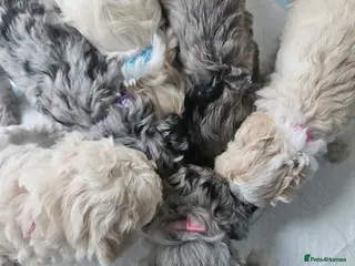 Shihpoo dogs Shihpoo puppies for sale - Advert 1