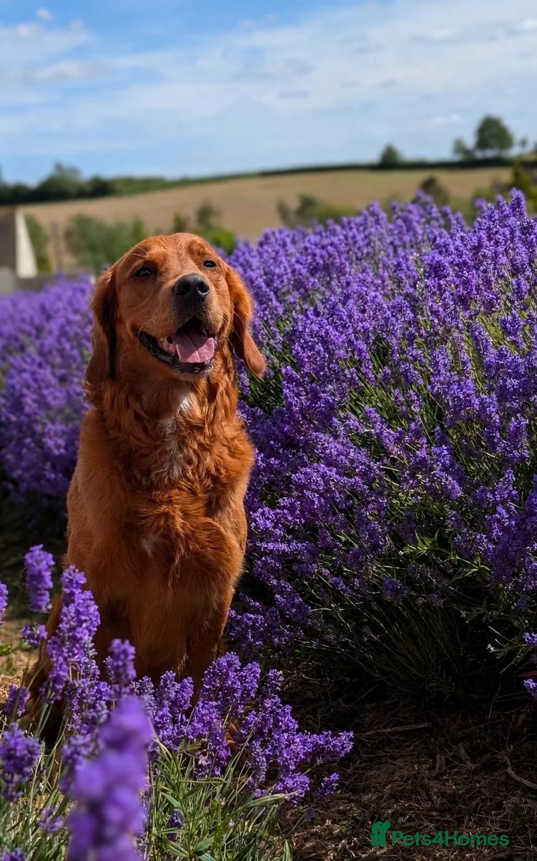 Golden Retriever dogs for sale: Golden Retriever puppies  in Witney - Advert 2