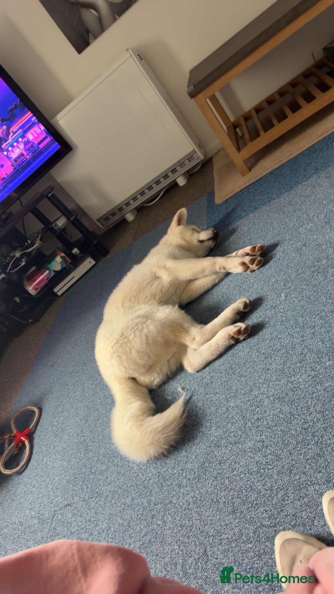 Akita dogs Samoyed Akita  - Advert 2
