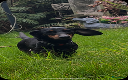 Miniature Dachshund dogs for sale: Stunning miniature dachshund puppies  - Image 28