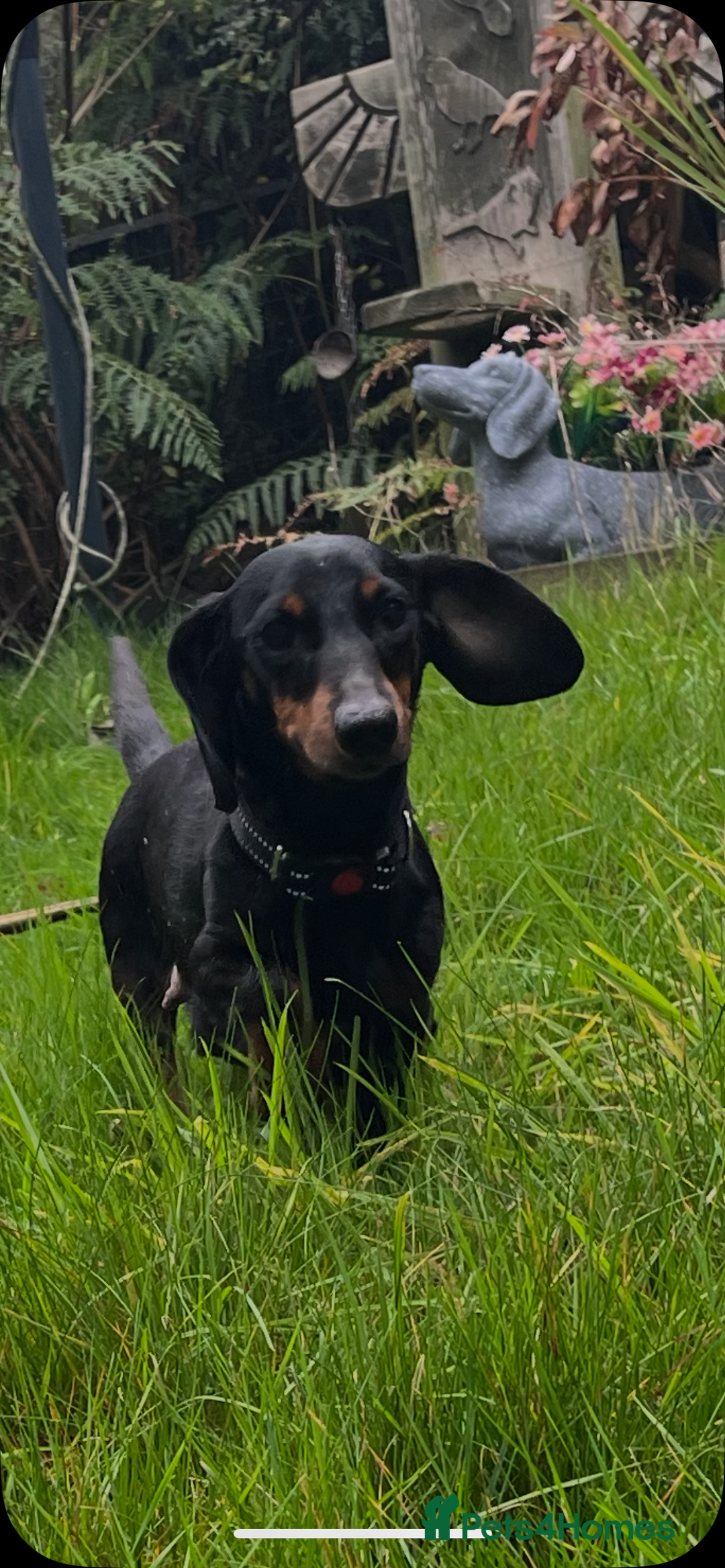 Miniature Dachshund dogs for sale: Stunning miniature dachshund puppies  - Image 28
