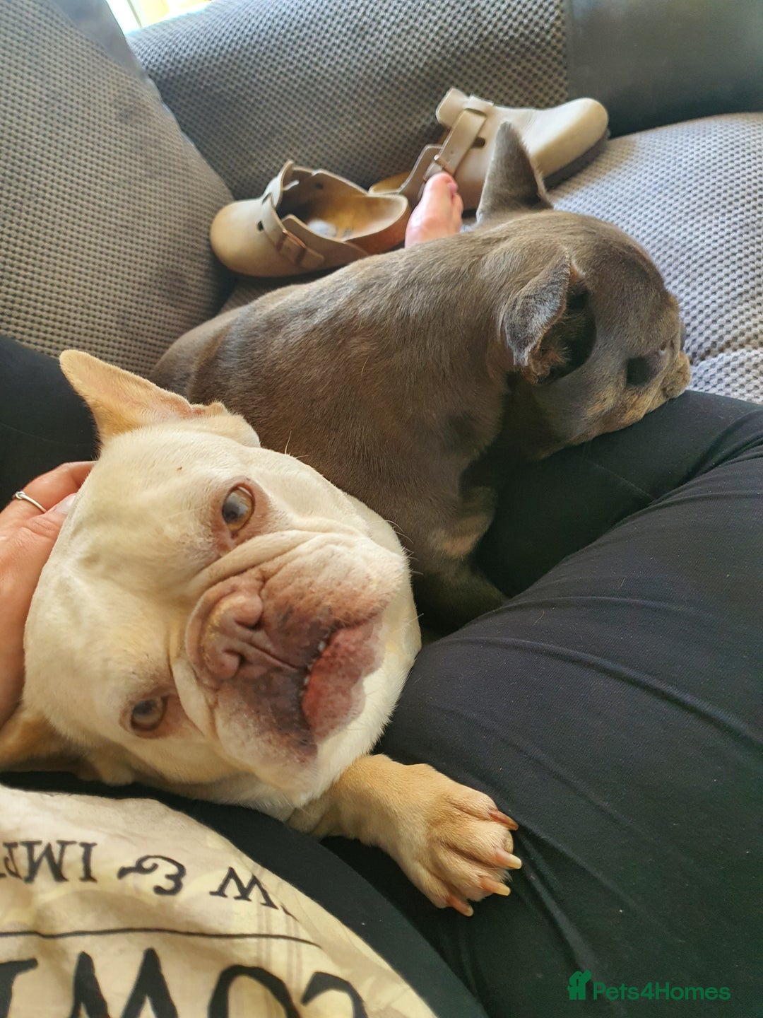 French Bulldog dogs for sale: Beautiful white female frenchie - Image 6
