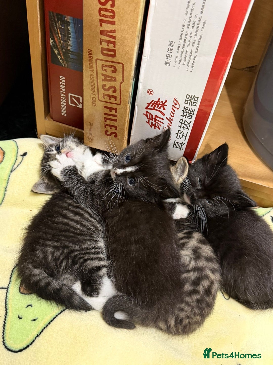 Mixed Breed cats for sale: Beautiful female kitten looking for new home - Advert 6