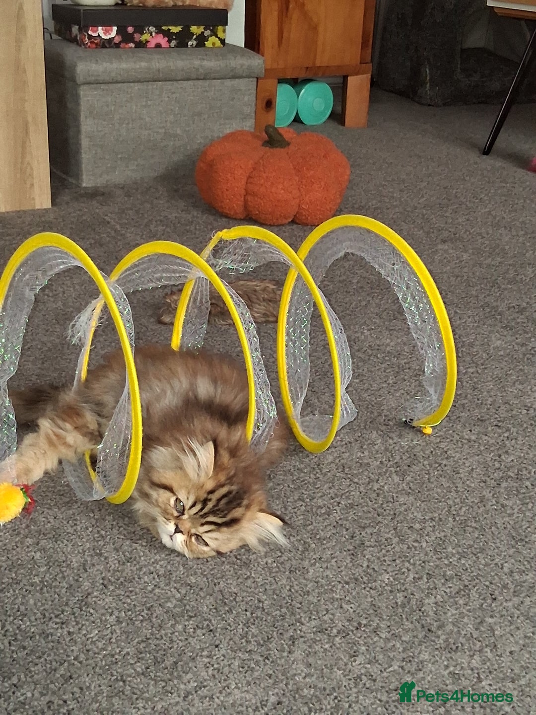 Persian cats for sale: Adorable pure Persian  - Image 12