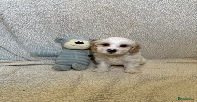 Cavachon dogs - Advert 1
