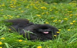 Pomeranian dogs for sale: CHAMPION KENNEL CLUB Pomeranian puppy orange black - Image 3