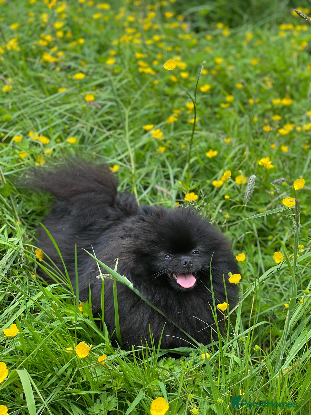 Pomeranian dogs for sale: CHAMPION KENNEL CLUB Pomeranian puppy orange black - Image 3