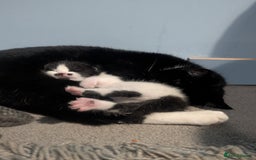 Domestic Shorthair cats for sale: Cute little black and white kitten - Advert 5