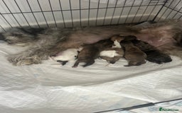 Zuchon dogs for sale: ONE LAST GORGEOUS GIRL  - Image 2